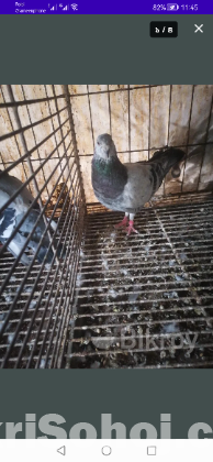 গ্রিজেল কবুতর